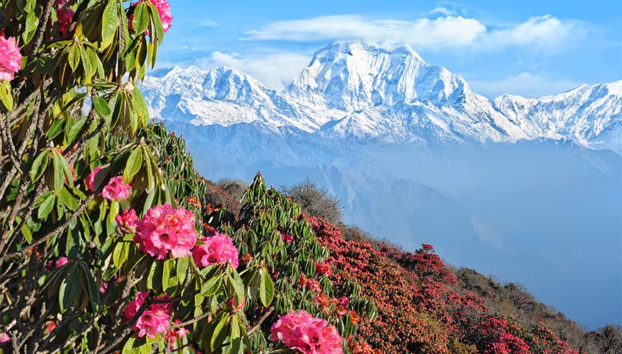 Rhododendrons, Bhutan